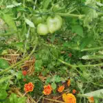 trois soeurs permaculture tomates basilic oeillet