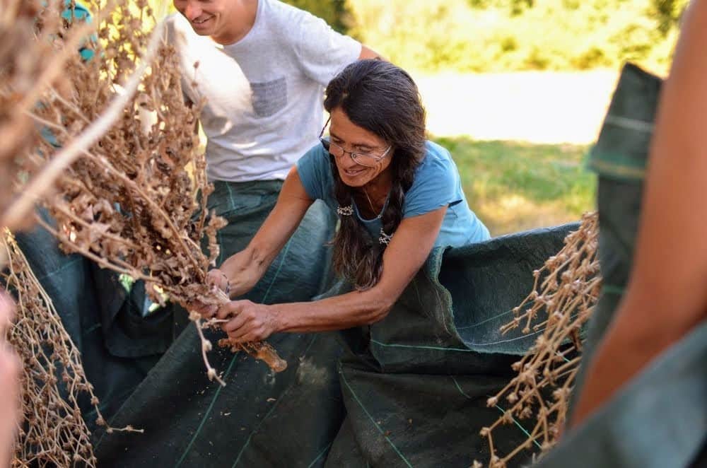 sarah-retif-DSC_0634-1 permaculture carre sensi