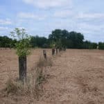 agroforesterie aquitaine