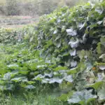 Une plantation de courges