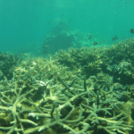 Blanchiment d'un récif corallien à Maurice