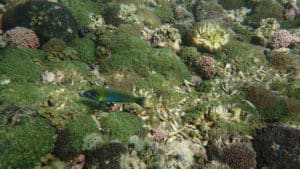 Poisson dans les coraux Maurice