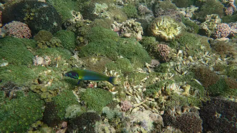 Poisson dans les coraux Maurice