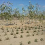 Une plantation de moringa dans un village.