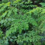 Des feuilles de moringa.