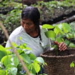 Femme Equateur agriculture paysan forêt