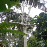 Forêt primaire arbre essence valeur Equateur Ishpingo