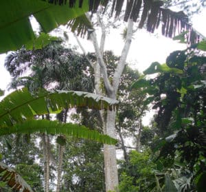Forêt primaire arbre essence valeur Equateur Ishpingo