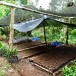 Equateur forêt agroforesterie bois d'oeuvre