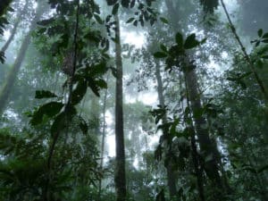 forêt primaire equateur