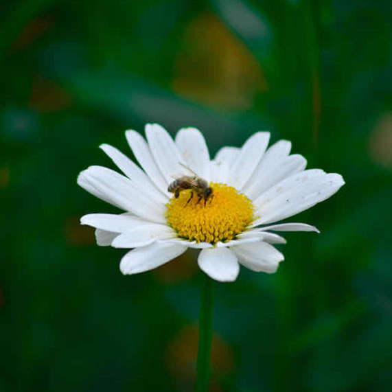 3 minutes pour comprendre les abeilles journee mondial des abeilles carre nl