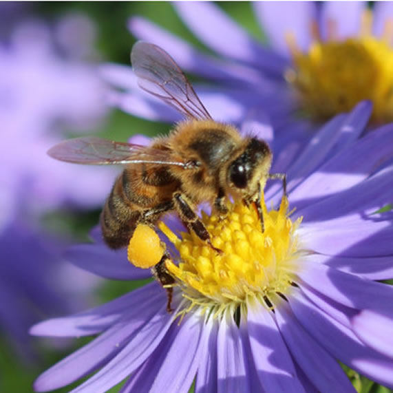 accueillez les abeilles et developper votre potager et votre jardin carre nl