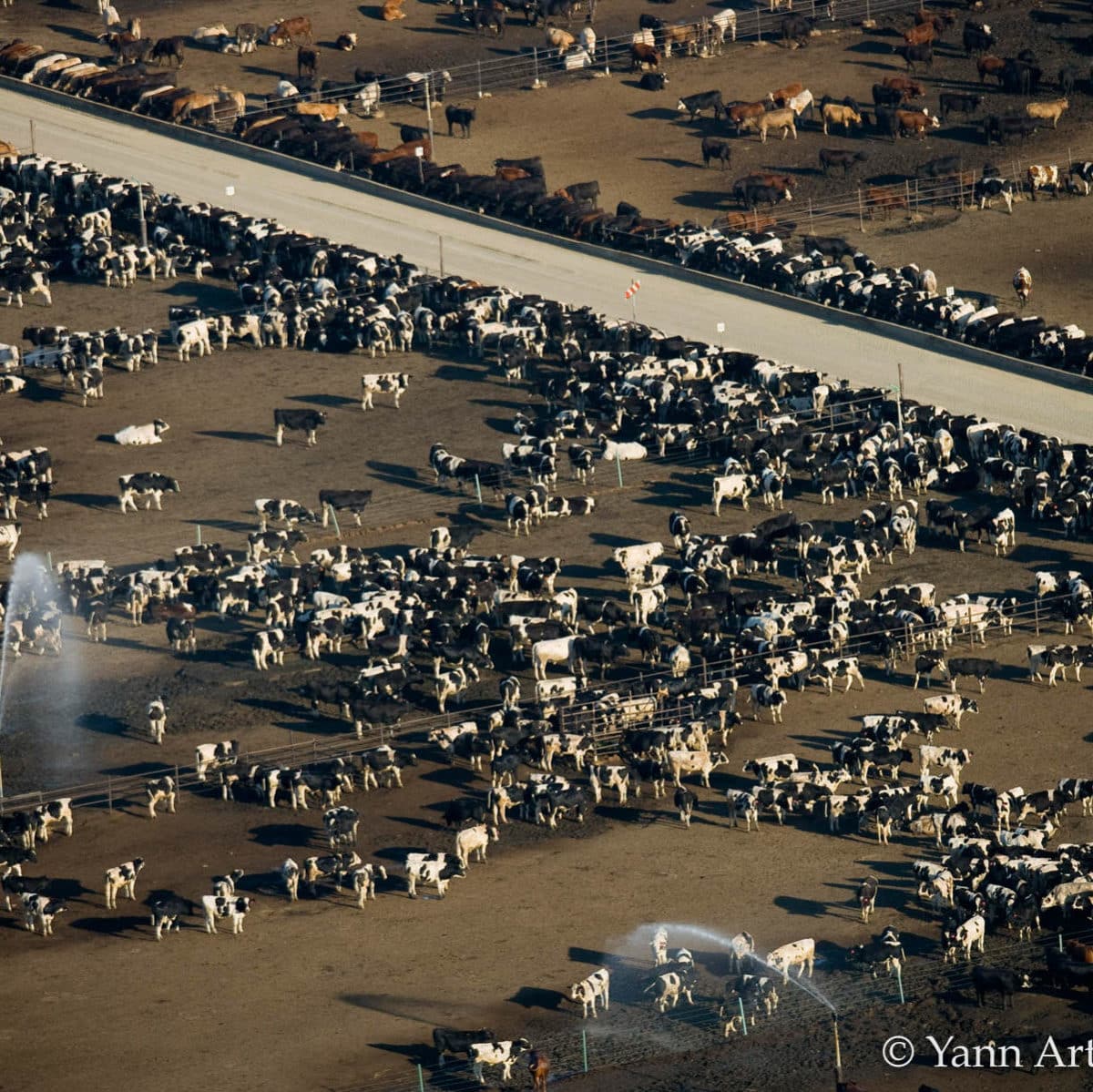 elevage industriel photo copyright Yann Arthus-Bertrand