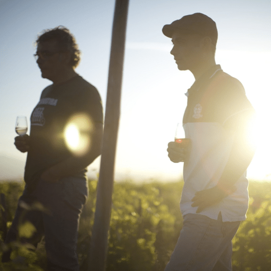 Projection : Wine calling