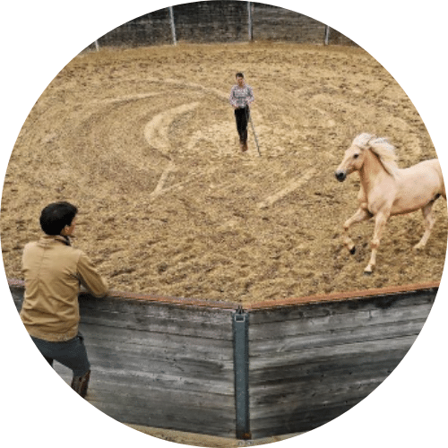 lot_Haras