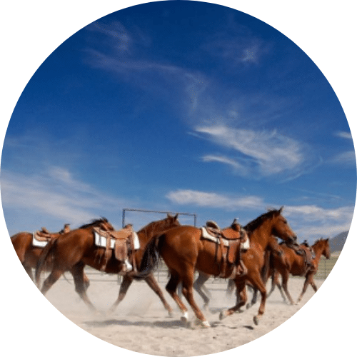 lot_ranch