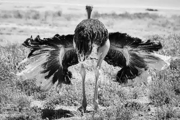 02130-Bird ostrich-I believe I can fly, Namibia 2017 © Laurent Baheux BD