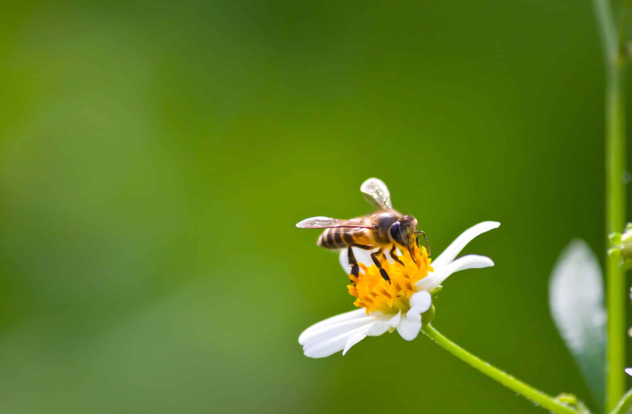 abeille pollinisation