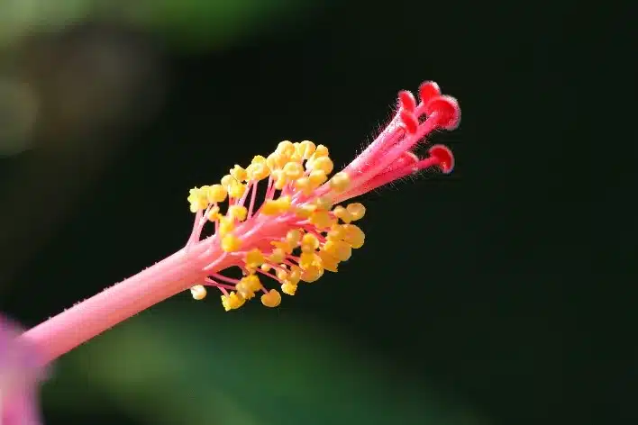 fleur hibiscus