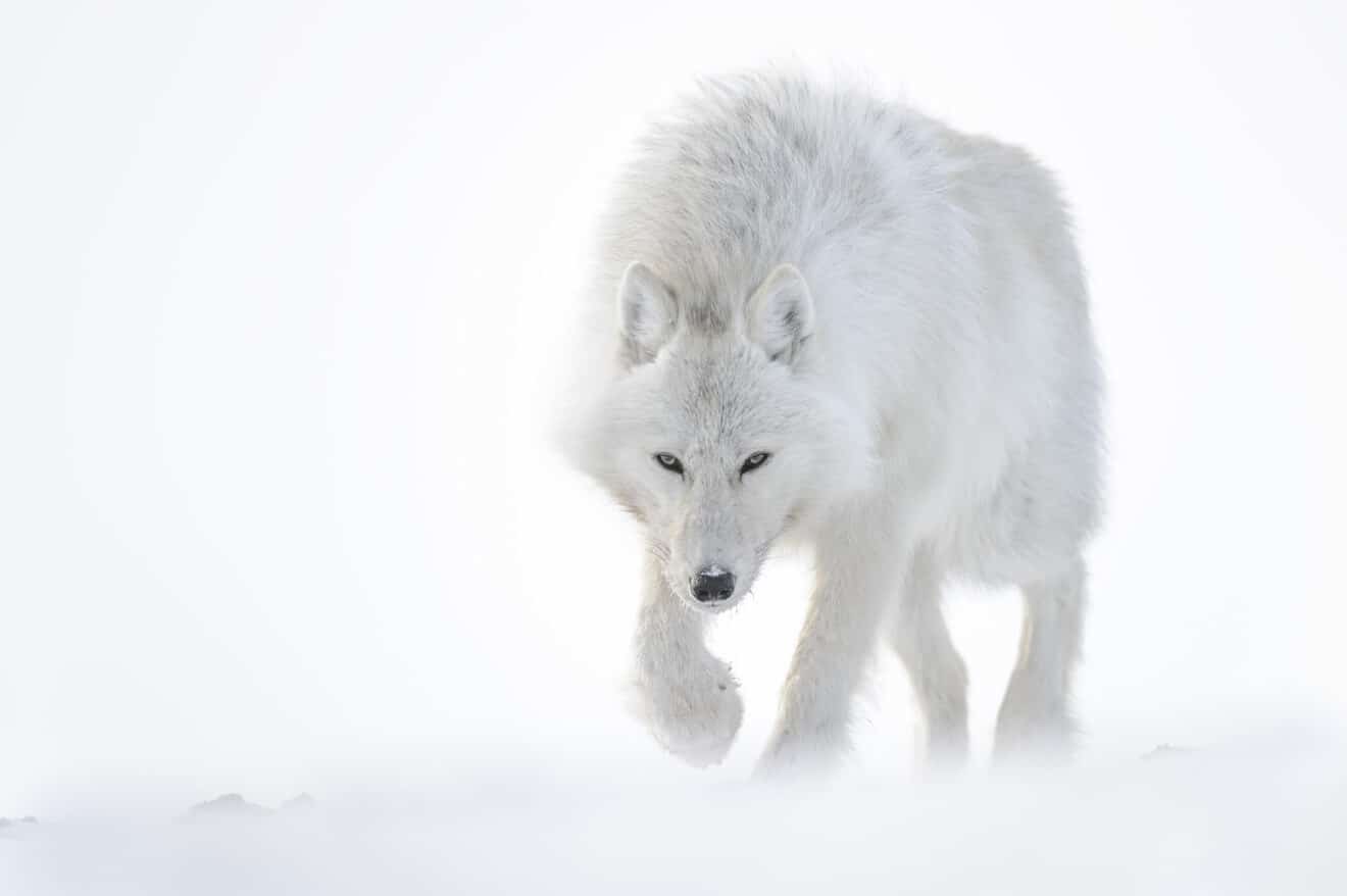Loup arctique, ile d Ellesmere, Nunavut (Canada), 2013 - 57 © Vincent Munier