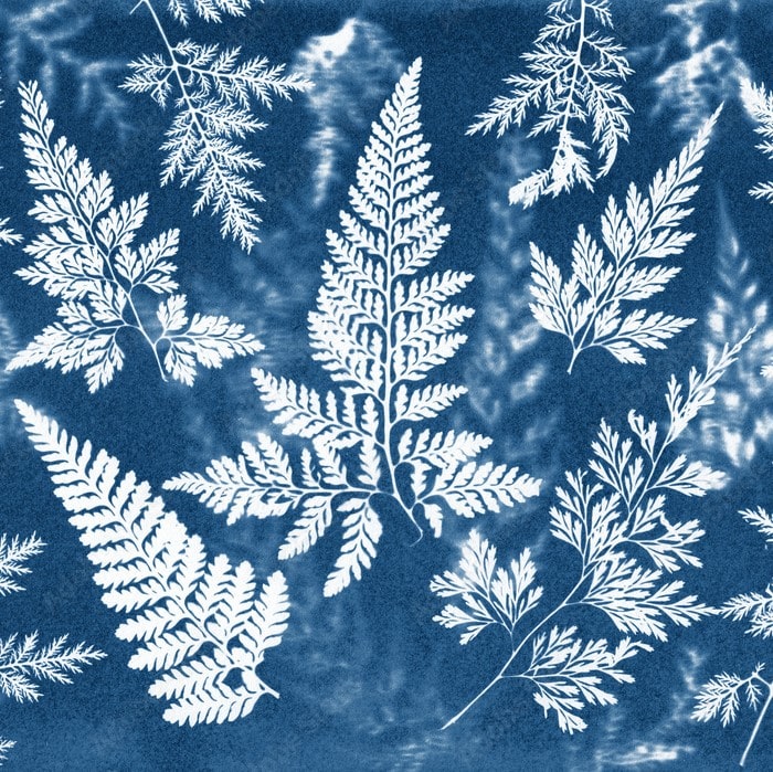 Atelier – Fabriquez un herbier grâce à la technique du cyanotype