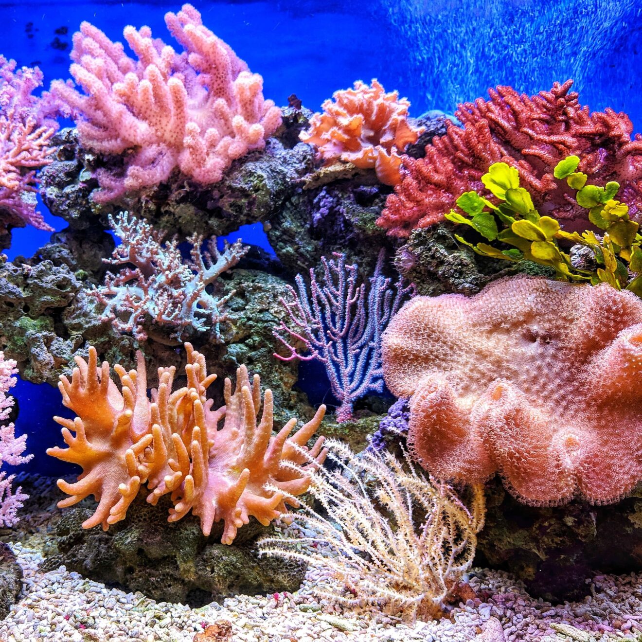 corail carré