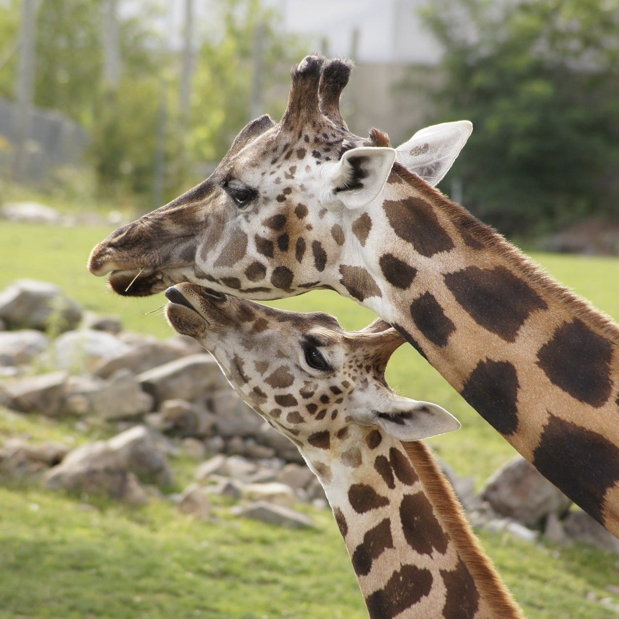 giraffe-ge13cfc0a1_1920 (2)