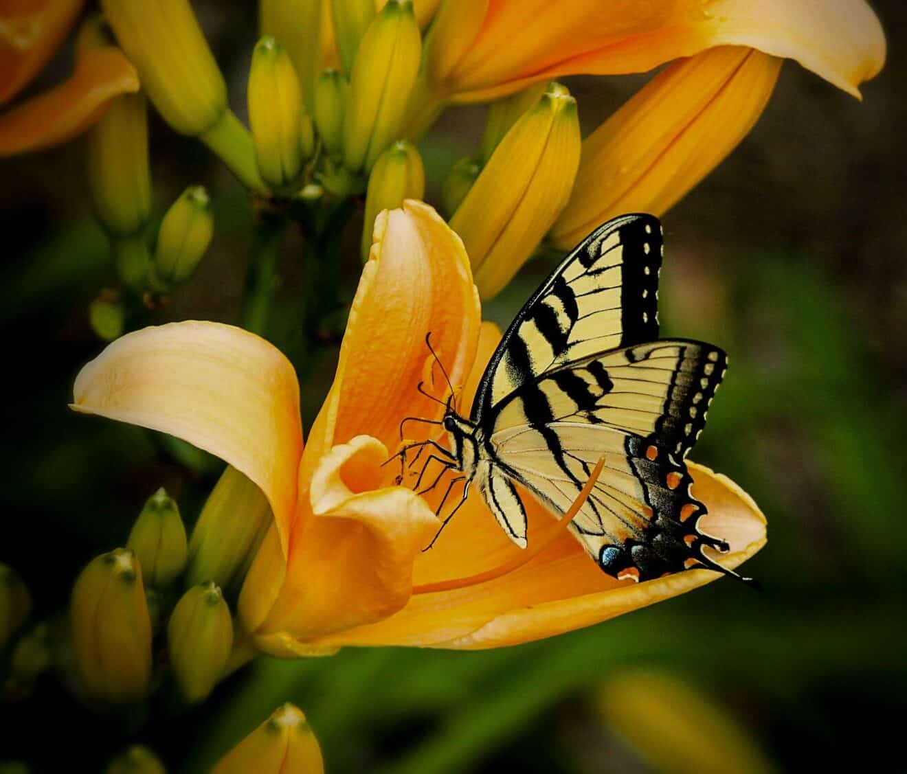 butterfly-144053_1920