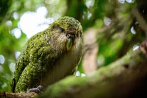 Réparti.e.s en équipes et grâce à plusieurs indices, les participants deviendront de véritables détectives afin de résoudre le mystère d’un animal menacé !