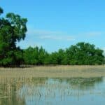 Mangroves à Madagascar