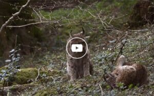 Le silence des bêtes - un film de Marie Amiguet et Vincent Munier