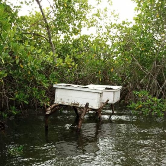 Ruche mangrove senegal - 500 x500