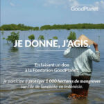 Faire un don pour planter 1000 hectares de mangroves