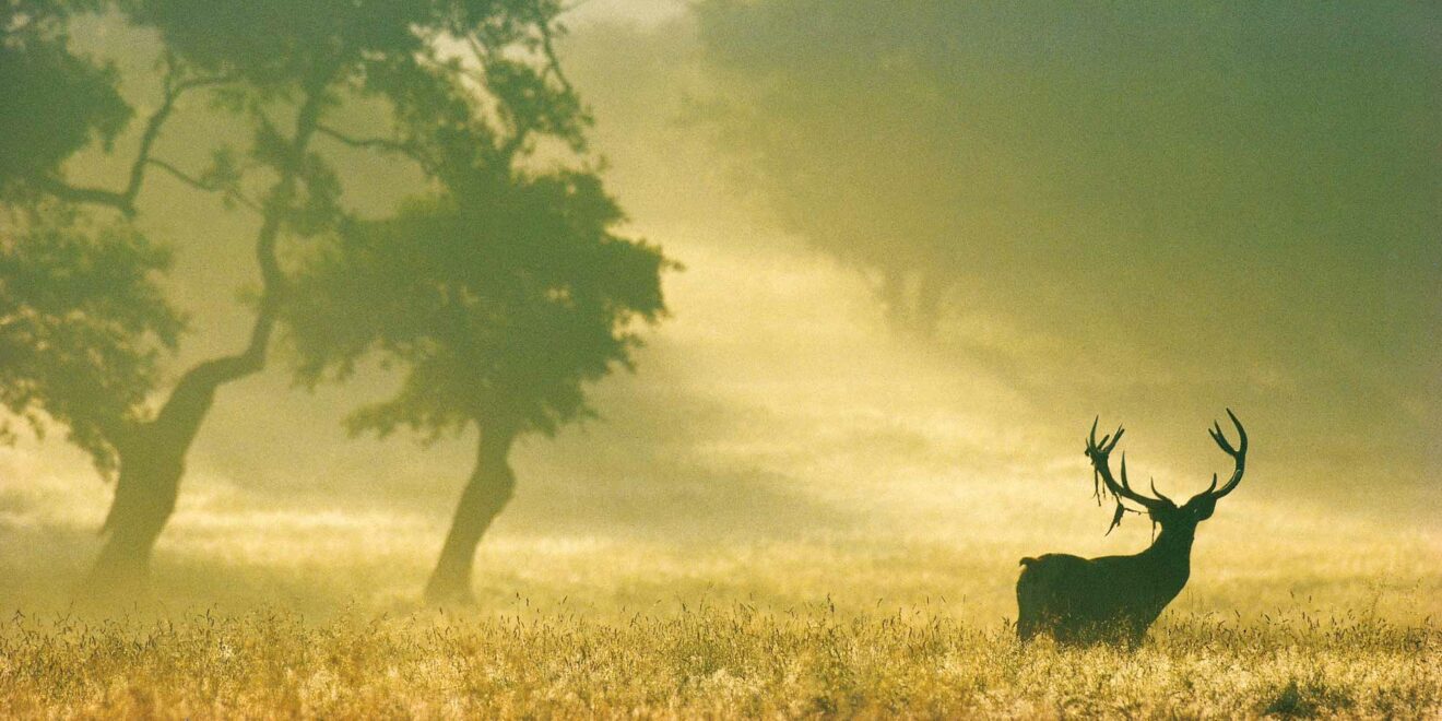 cerf header