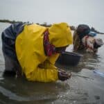Deux femmes en train de récolter des coquillages dans l'eau au Sénégal
