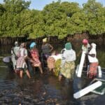 Femmes mettant en place un périmètres d'ostréiculture au Sénégal