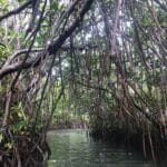Mangroves littorales