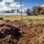 Plantation d'un arbre dans une parcelle.