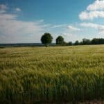 Une parcelle de grande culture avant plantation d'arbres en périphérie.