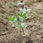 Un plant d'arbre fraîchement planté dans la terre.