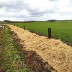 Une rangée d'arbustes plantée en périphérie d'une parcelle. Le sol le long de cette rangée est recouvert de paillage.