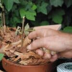 Un semis naturel, dans un pot, est montré du doigt par une main située au premier plan de la photo.