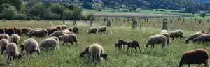 Prairie pâturée par des moutons, avec des plantations agroforestières dans le fond