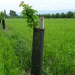 Un jeune arbre franchement planté dans une culture