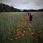 Plantation agroforestière au milieu d'un champ cultivé. Les jeunes arbres plantés sont entourés de coquelicots.