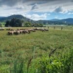 Prairie de pâturage bordée par des plantations agroforestières