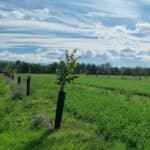 Au premier plan, un jeune arbre planté en bordure d'une culture. Au second plan, plusieurs rangées d'arbres plantés en agroforesterie.