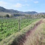 Plantation agroforestière dans des vignes dans la Drôme