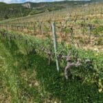 Essais de couvert sous le rang dans une parcelle de vignes dans la Drôme