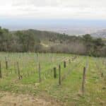 Plantation d'arbres dans une parcelle de viticulture dans la Drôme
